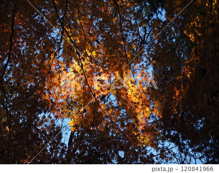 岩間寺の色鮮やかな紅葉 岩間寺の色鮮やかな紅葉 120841966