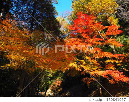 岩間寺の色鮮やかな紅葉 120841967