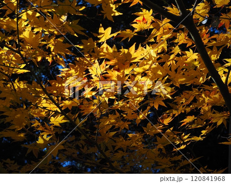 岩間寺の色鮮やかな紅葉 岩間寺の色鮮やかな紅葉 120841968