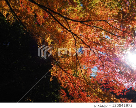 岩間寺の色鮮やかな紅葉 120841972
