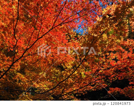 岩間寺の色鮮やかな紅葉 岩間寺の色鮮やかな紅葉 120841973