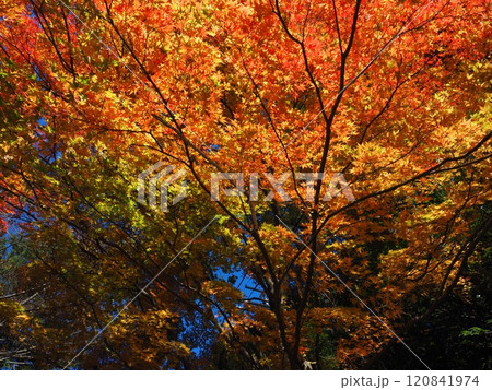 岩間寺の色鮮やかな紅葉 120841974