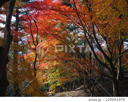 岩間寺の色鮮やかな紅葉 120841979