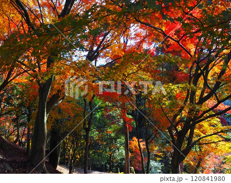 岩間寺の色鮮やかな紅葉 120841980