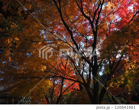 岩間寺の色鮮やかな紅葉 120841981