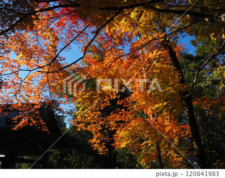 岩間寺の色鮮やかな紅葉 120841983