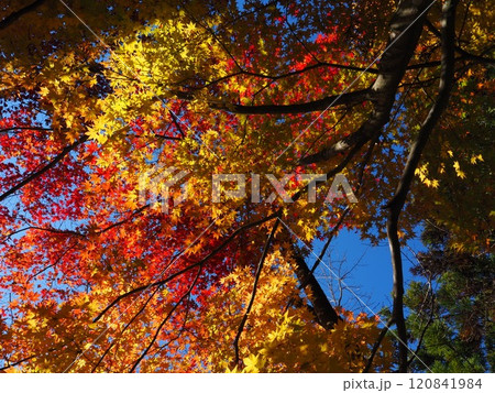 岩間寺の色鮮やかな紅葉 120841984