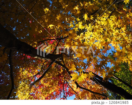 岩間寺の色鮮やかな紅葉 120841985