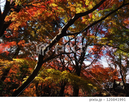 岩間寺の色鮮やかな紅葉 120841991