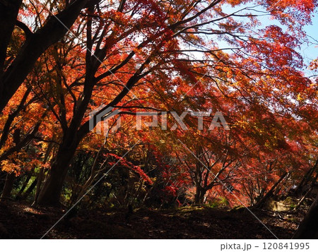 岩間寺の色鮮やかな紅葉 120841995