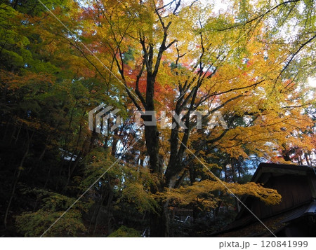 岩間寺の色鮮やかな紅葉 120841999