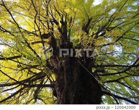 イチョウの巨樹 120842000