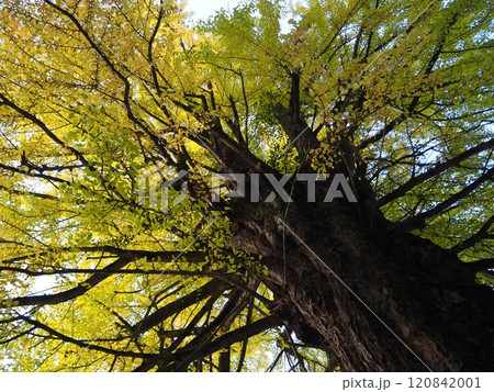 イチョウの巨樹 イチョウの巨樹 120842001