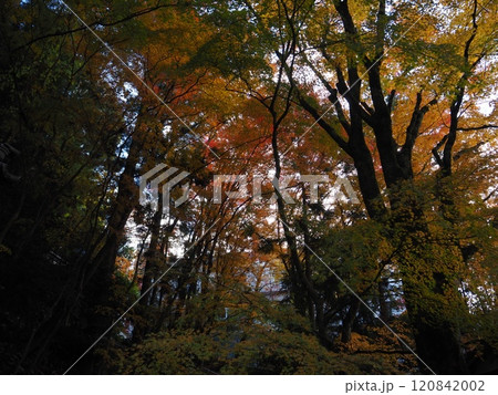 岩間寺の色鮮やかな紅葉 120842002