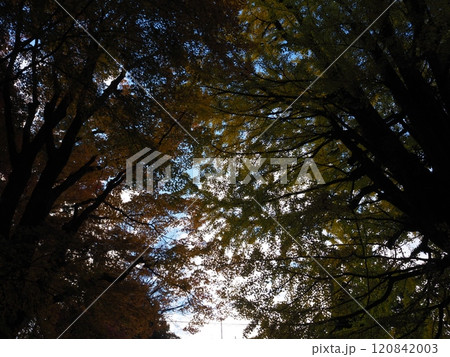 岩間寺の色鮮やかな紅葉 120842003