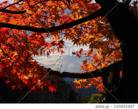 岩間寺の色鮮やかな紅葉 120842007
