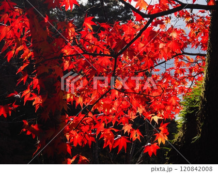 岩間寺の色鮮やかな紅葉 岩間寺の色鮮やかな紅葉 120842008