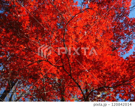 岩間寺の色鮮やかな紅葉 120842014