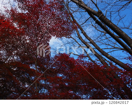 岩間寺の色鮮やかな紅葉 岩間寺の色鮮やかな紅葉 120842017
