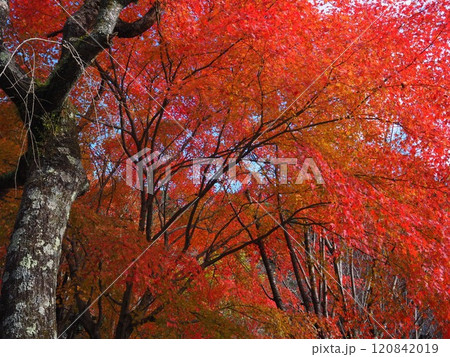 岩間寺の色鮮やかな紅葉 120842019