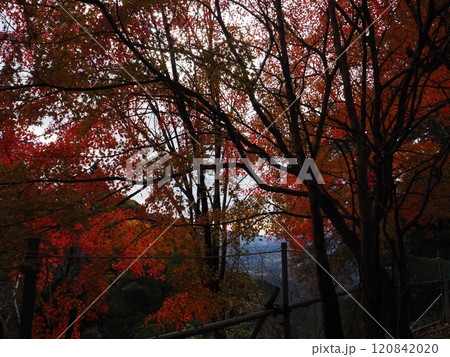 岩間寺の色鮮やかな紅葉 120842020