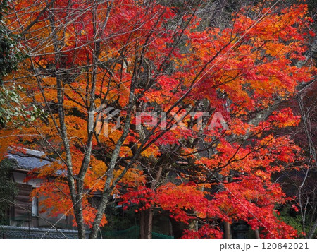岩間寺の色鮮やかな紅葉 120842021