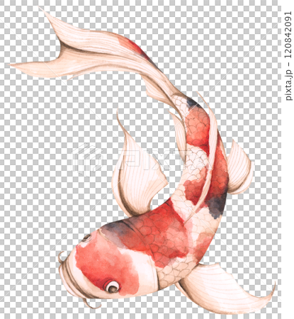 Koi Fish, Watercolor illustration - Art for Chinese New Year. Koi Fish, Watercolor illustration - Art for Chinese New Year. 120842091