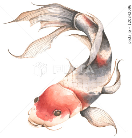 Koi Fish, Watercolor illustration - Art for Chinese New Year. 120842096