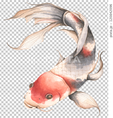 Koi Fish, Watercolor illustration - Art for Chinese New Year. 120842096
