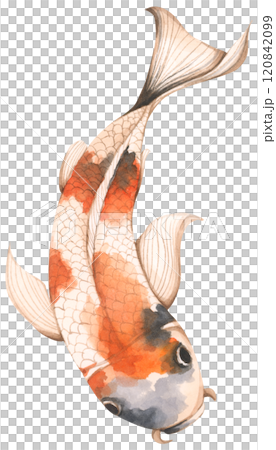 Koi Fish, Watercolor illustration - Art for Chinese New Year. Koi Fish, Watercolor illustration - Art for Chinese New Year. 120842099