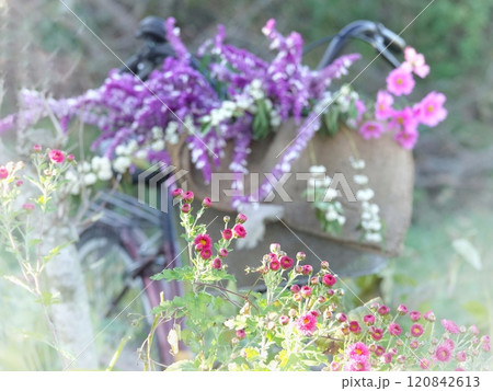 自転車カゴにセージ 自転車カゴにセージ 120842613