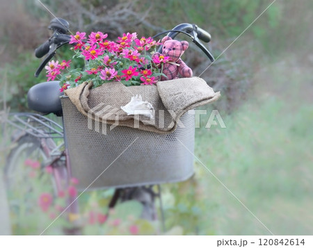自転車カゴにジニアとベアー 自転車カゴにジニアとベアー 120842614
