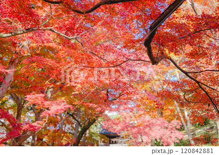 京都の美しい紅葉 京都の美しい紅葉 120842881