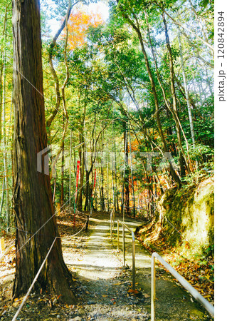 京都の美しい紅葉 120842894