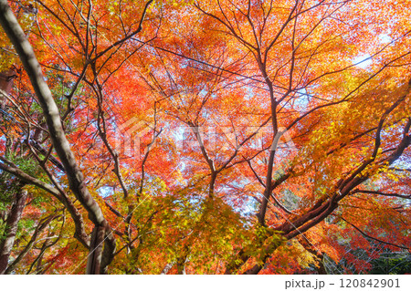 京都の美しい紅葉 京都の美しい紅葉 120842901
