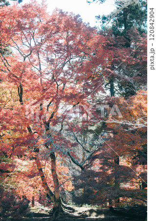 京都の美しい紅葉 120842904