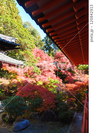 京都の美しい紅葉 120842913