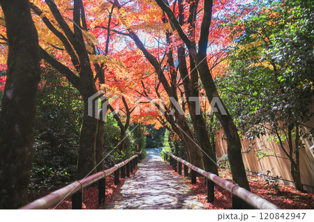 京都の美しい紅葉 120842947