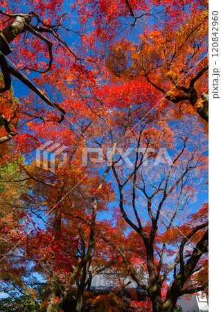 京都の美しい紅葉 京都の美しい紅葉 120842960
