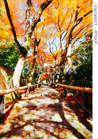 京都の美しい紅葉 120842963