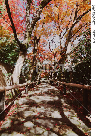 京都の美しい紅葉 120842964