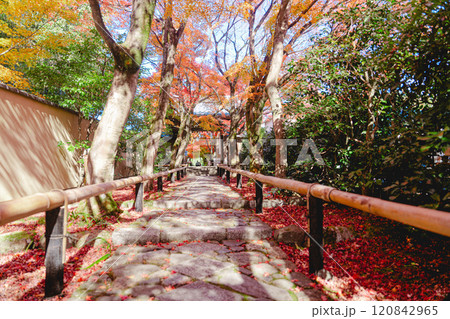 京都の美しい紅葉 120842965