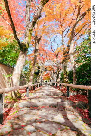 京都の美しい紅葉 120842966