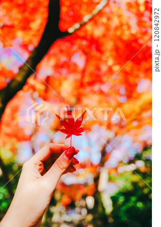 京都の美しい紅葉 120842972