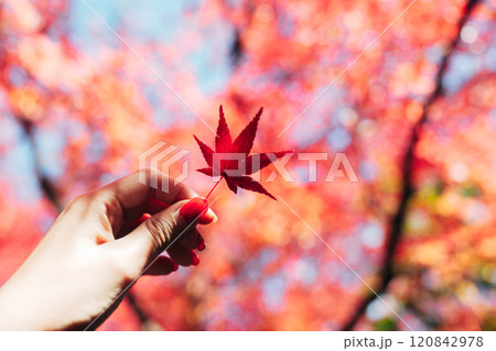 京都の美しい紅葉 120842978