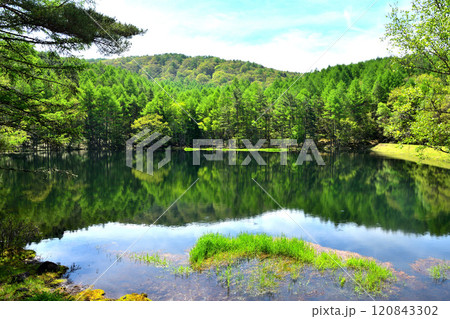 新緑の御射鹿池_長野県 120843302
