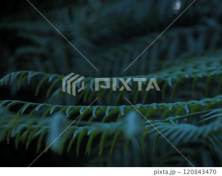 沖縄県大宜味村　平南川の植物 120843470