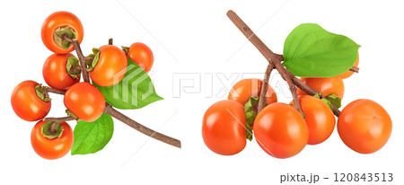 Persimmon fruit on the branch isolated on white background with full depth of field. Top view. Flat lay Persimmon fruit on the branch isolated on white background with full depth of field. Top view. Flat lay 120843513