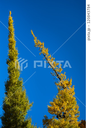 青空に映える黄金色の銀杏 青空に映える黄金色の銀杏 120843784