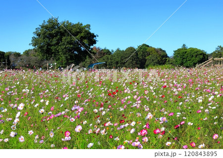 鬼怒グリーンパークのコスモス畑 鬼怒グリーンパークのコスモス畑 120843895